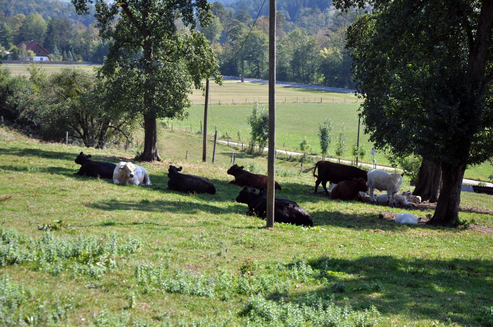 Mostheuriger Steyrdurchbruchalm Leonstein Esterno foto